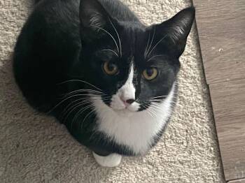 Tuxedo and Domestic Short Hair Cats Available for Adoption - Skype | PetCurious