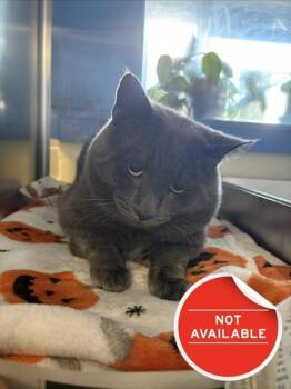 Phineas -  Domestic Short Hair Cat for Adoption in Lowell, Massachusetts - Phineas | PetCurious
