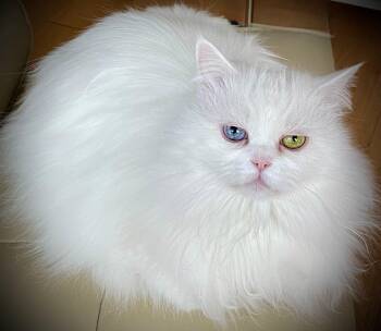 Persian Cats Available for Adoption in Kirkland, Quebec - Snowflake | PetCurious