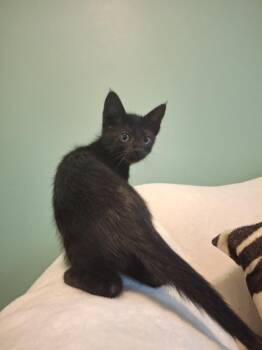 Domestic Short Hair Cats Available for Adoption in West Peoria, Illinois - Sauerkraut B. (black Female) (pink Collar) | PetCurious