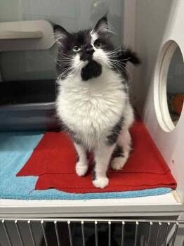 Rescue Domestic Short Hair Cats for Adoption in Muskegon, Michigan - Heartly | PetCurious