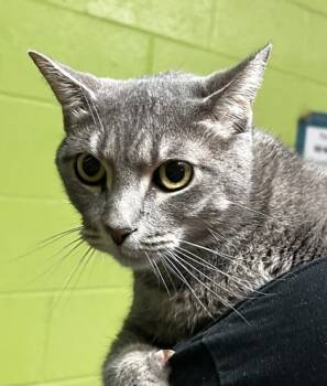 Rescue Domestic Short Hair Cats for Adoption in Spartanburg, South Carolina - Sage | PetCurious