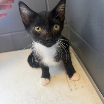 TUSC-Stray-85246 -  Domestic Short Hair Cat for Adoption in Tuscaloosa, Alabama - TUSC-Stray-85246 | PetCurious