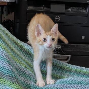 Auguste Gusteau -  Domestic Short Hair Cat for Adoption in Lakewood, California - Auguste Gusteau | PetCurious
