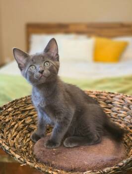 Domestic Short Hair Cats Available for Adoption in Harrison Township, New Jersey - Stack | PetCurious