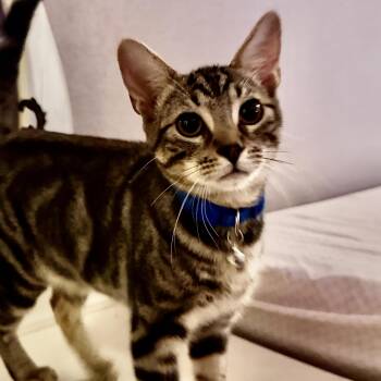 Ryu -  Domestic Short Hair Cat for Adoption in Liverpool, Texas - Ryu | PetCurious