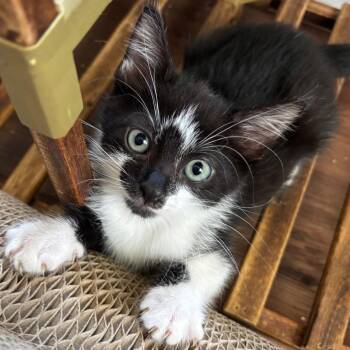 Stinky Socks -  Domestic Short Hair Cat for Adoption in Westminster, California - Stinky Socks | PetCurious