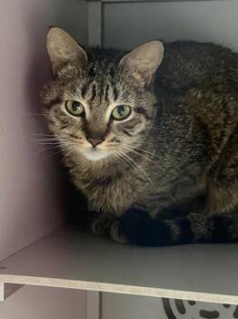 Derpy -  Domestic Short Hair Cat for Adoption in Dayton, Minnesota - Derpy | PetCurious