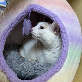 American Shorthair Cats Available for Adoption - Frank | PetCurious