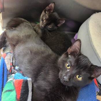 Mowgli -  Domestic Short Hair Cat for Adoption in Spokane, Washington - Mowgli | PetCurious