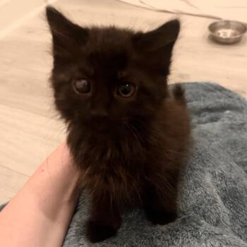 Iris -  Domestic Medium Hair Cat for Adoption in Tustin, California - Iris | PetCurious