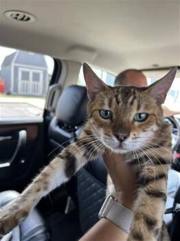 CINCITI -  Domestic Short Hair Cat for Adoption in San Antonio, Texas - CINCITI | PetCurious