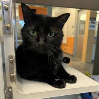 Coraline -  Domestic Short Hair Cat for Adoption in Cedar Rapids, Iowa - Coraline | PetCurious