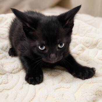 Io -  Domestic Short Hair Cat for Adoption in Austin, Texas - Io | PetCurious