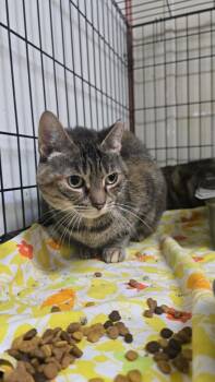 Shay -  Domestic Short Hair Cat for Adoption in Pine Grove, Pennsylvania - Shay | PetCurious