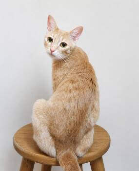 Reign -  Domestic Short Hair and Tabby Cat for Adoption in Homer Glen, Illinois - Reign | PetCurious