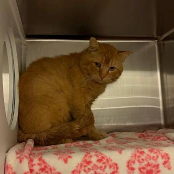 Domestic Short Hair Cats Available for Adoption in Council Bluffs, Iowa - Barn Cat | PetCurious