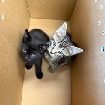 Domestic Short Hair Cats Available for Adoption in Port Richey, Florida - Benji | PetCurious