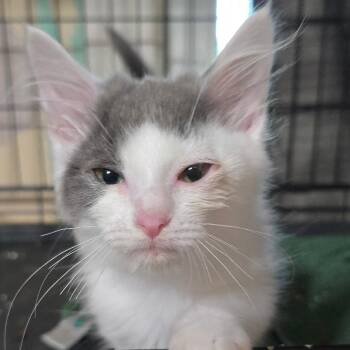 Mira (TinkerBell) -  Domestic Long Hair Cat for Adoption in Watertown, New York - Mira (TinkerBell) | PetCurious