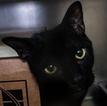 Domestic Short Hair Cats Available for Adoption in Boston, Massachusetts - MOOKIE | PetCurious