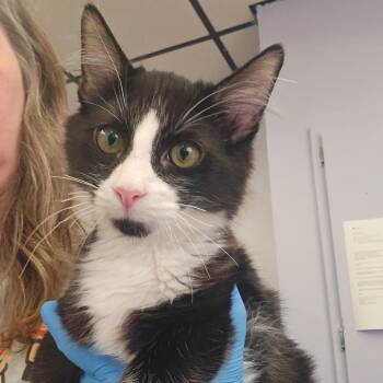 Tonka Truck -  Domestic Short Hair Cat for Adoption in Spokane, Washington - Tonka Truck | PetCurious