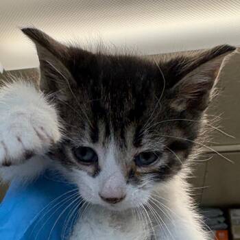 Renegade -  Domestic Short Hair Cat Available for Adoption in Mt. Juliet, Tennessee - Renegade | PetCurious