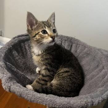Bitzi -  Domestic Short Hair Cat for Adoption in Houston, Texas - Bitzi | PetCurious