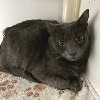 Domestic Short Hair Cats Available for Adoption - Nadia | PetCurious