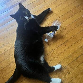 Soos -  Domestic Short Hair Cat for Adoption in Philadelphia, Pennsylvania - Soos | PetCurious