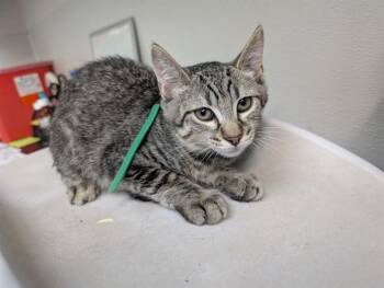 WOLF -  Domestic Short Hair Cat for Adoption in Antioch, California - WOLF | PetCurious