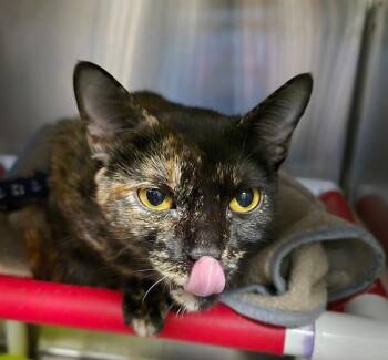 Katico -  Domestic Short Hair Cat for Adoption in Cincinnati, Ohio - Katico | PetCurious