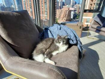 Walter -  Domestic Medium Hair Cat for Adoption in Cincinnati, Ohio - Walter | PetCurious