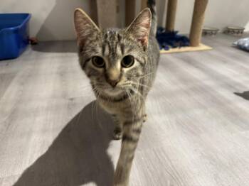 Domestic Short Hair Cats Available for Adoption - JJ | PetCurious