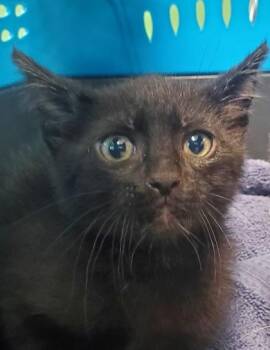 Wren -  Domestic Short Hair Cat for Adoption in Kansas City, Missouri - Wren | PetCurious