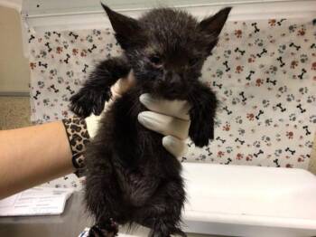 LABOR DAY -  Domestic Short Hair Cat for Adoption in Riverside, California - LABOR DAY | PetCurious