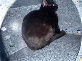 Domestic Short Hair Cats Available for Adoption - Simon Hold Until 3/15/26 | PetCurious