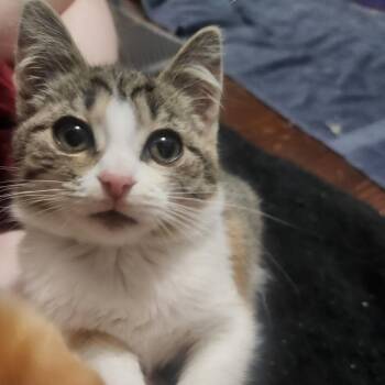 Rescue Domestic Medium Hair Cats for Adoption in York, Pennsylvania - Liara | PetCurious
