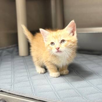 Domestic Short Hair Cats Available for Adoption in Spring Hill, Kansas - The Situation | PetCurious