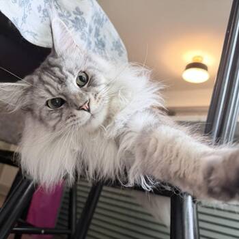 Turbo - Home to Home -  Maine Coon Cat for Adoption in South Elgin, Illinois - Turbo - Home To Home | PetCurious
