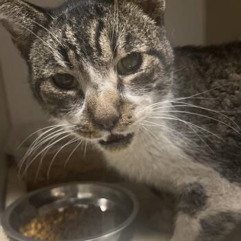 Domestic Short Hair Cats Available for Adoption - Tommie | PetCurious