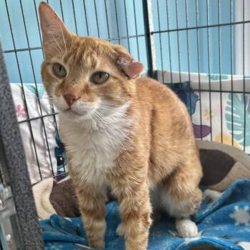 Butterscotch -  Domestic Short Hair Cat for Adoption in Bardstown, Kentucky - Butterscotch | PetCurious