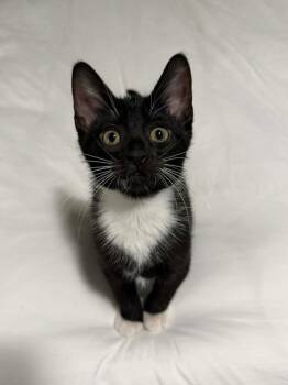 Toulouse -  Domestic Short Hair Cat for Adoption in Shawnee, Oklahoma - Toulouse | PetCurious