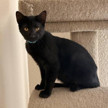 Toby (Male Teen Kitten) -  Domestic Short Hair Cat for Adoption in Los Altos, California - Toby (Male Teen Kitten) | PetCurious