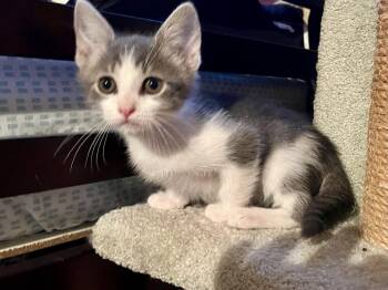 Murphy -  Domestic Short Hair and Tabby Cat for Adoption in Walnut Creek, California - Murphy | PetCurious