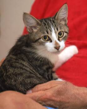 Haaland -  Domestic Short Hair Cat for Adoption in North Fort Myers, Florida - Haaland | PetCurious