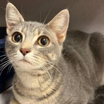 Domestic Medium Hair Cats Available for Adoption in Goleta, California - Oreo | PetCurious