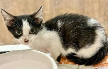 WADDLE -  Domestic Short Hair Cat for Adoption in Sarasota, Florida - WADDLE | PetCurious