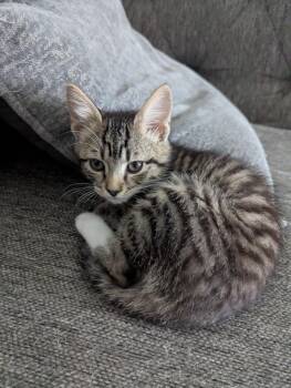 Bootzie -  Domestic Short Hair Cat for Adoption in Rossville, Tennessee - Bootzie | PetCurious