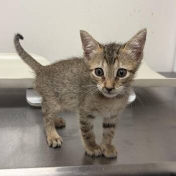 Harmony H2 -  Domestic Short Hair Cat for Adoption in Edinburg, Texas - Harmony H2 | PetCurious