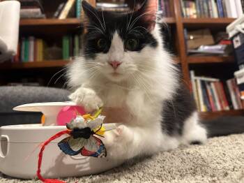 Hutchinson (coming soon!) -  Domestic Long Hair Cat Available for Adoption in Kalamazoo, Michigan - Hutchinson (coming Soon!) | PetCurious